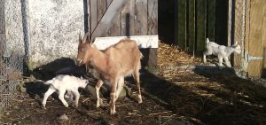 While staying with us one of the Graveyard goats fathered these 2 beautiful kids with our nanny goat Beatrice