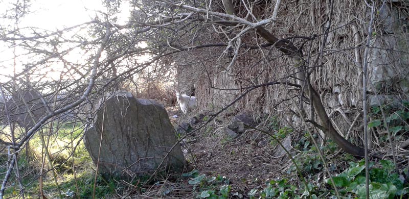 headstone-and-goat